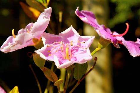 巴西植物|Flora do Brasil